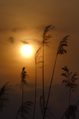 Reeds at sunset
