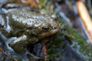 Frosch