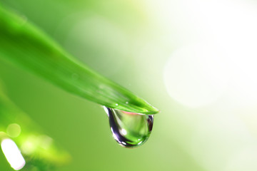 shine water drop