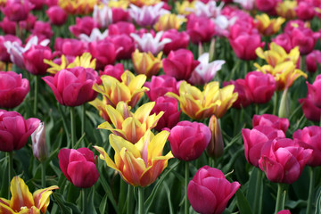 Fototapeta premium Tulips