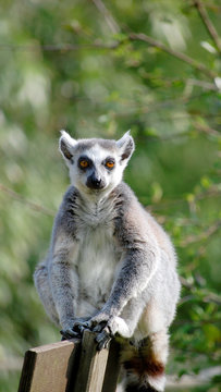 Lemur aus Madagaskar