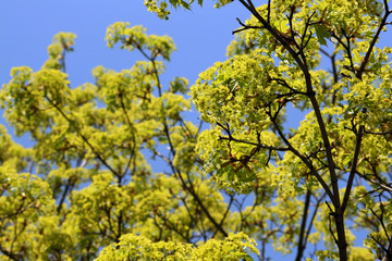 spring leaves