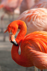 Cuban Flamingo