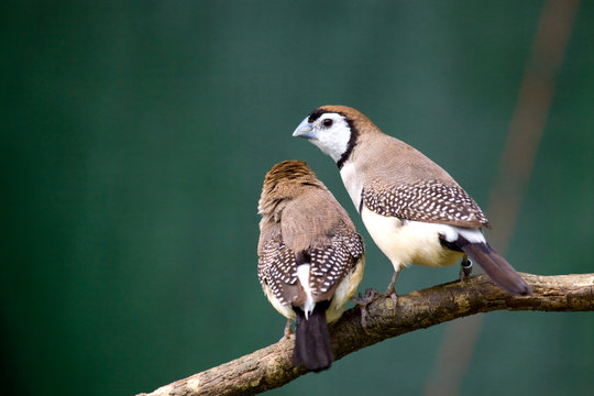 Diamant De Bichenov Or Double-barred Finch ( Taeniopygia Bicheno