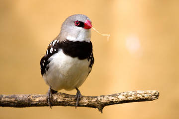 Diamond firetail ( Stagonopleura guttata )