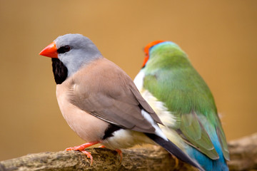 Long-tailed Finch or Diamant ˆ longue queue ( Poephila acuticaud