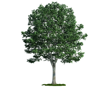 isolated tree on white, Linden (Tilia)