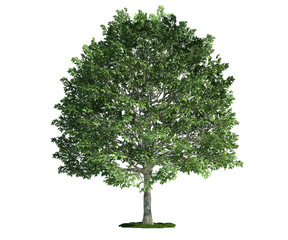 isolated tree on white, hornbeam (carpinus)