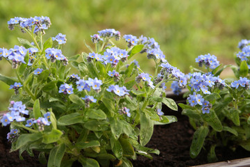 Florens myosotis
