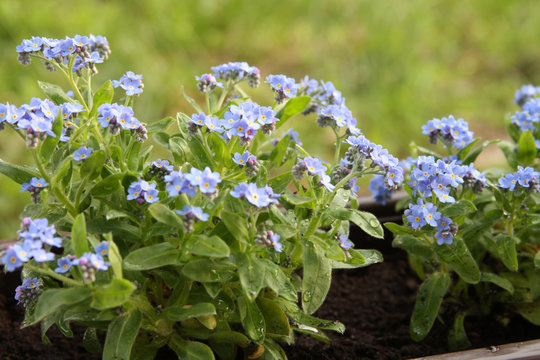 Florens myosotis