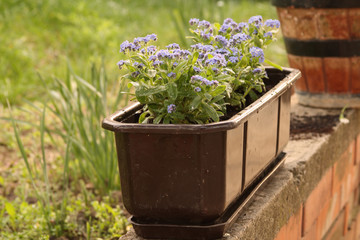 Flowers in pot