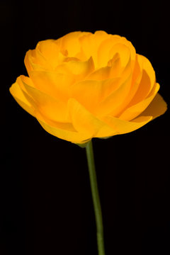Flor amarilla