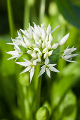 Wild garlic (Allium ursinum)