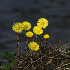 Huflattich - Tussilago Farfara