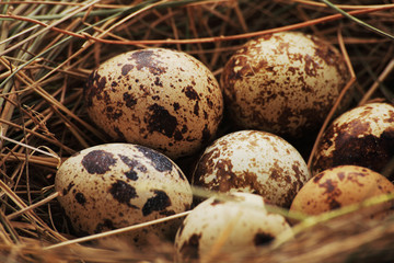 Obraz premium quail eggs