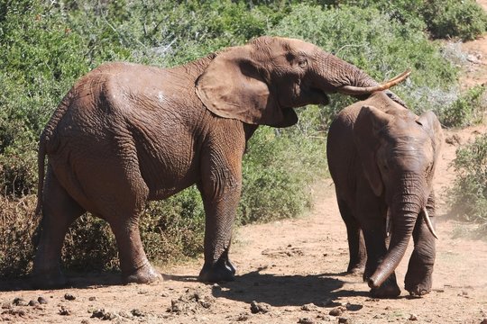 African Elephant Pair