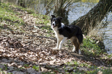 Border Collie