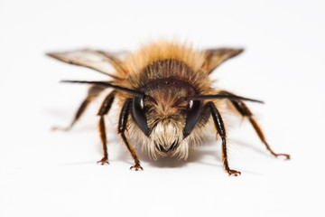 abeille tête insecte piqûre yeux bourdon guêpe