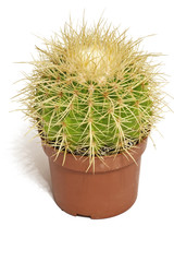 Cactus in a pot