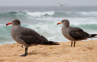 Two seaguls at the beach