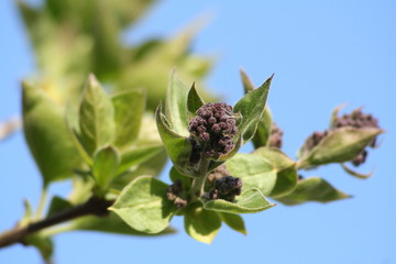 Buds of a lilac beginning to bloom in early spring
