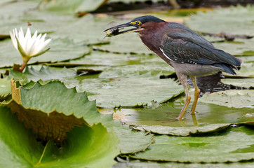 Lava heron caught a fish