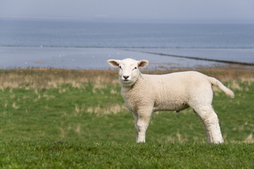 Obraz premium Lamm am Strand