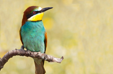 Bee-eater perched on a branch