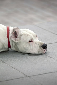 chien