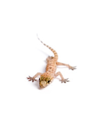 Funky Gecko
