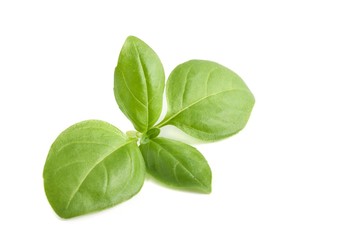 Obraz premium Basil Leaves