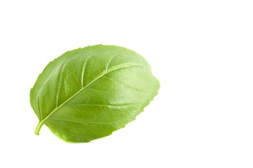 Basil Leaf - Ocimum basilicum