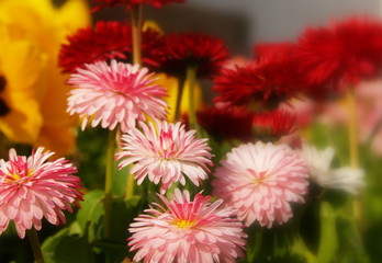 passion couleurs