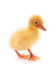 Duckling isolated on white