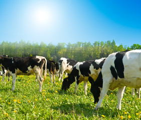 cow in a pasture