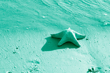 Fototapeta na wymiar Star fish