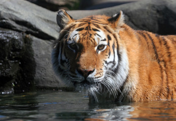 Fototapeta na wymiar Swimming Siberian Tiger