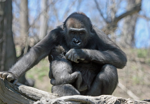 Protective Mother Gorilla