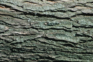 Tree Bark