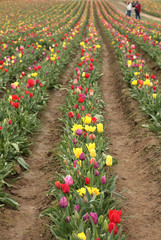 Family in tulip   flower garden