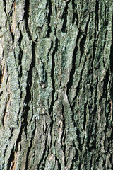 Bark