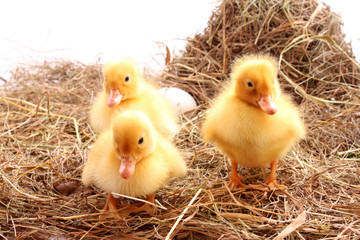 three yellow fluffy ducklings