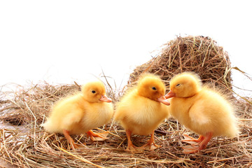 three yellow fluffy ducklings sleep