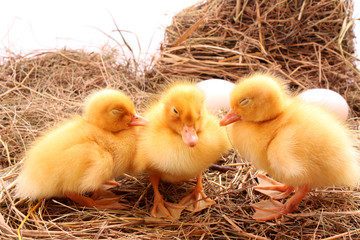 three yellow fluffy ducklings sleep
