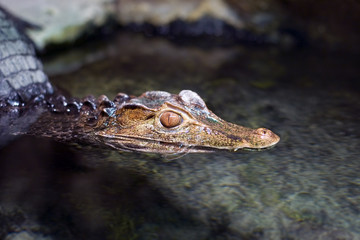 Cayman