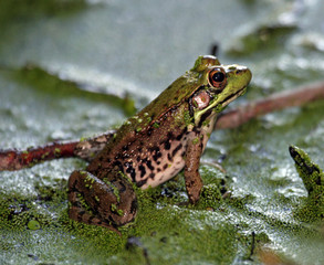 Sitting Frog