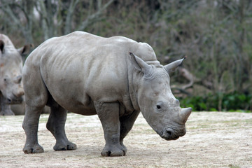 Obraz premium Baby Rhino