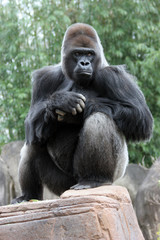 Obraz premium Silverback Gorilla