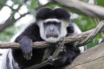 Lazy Colobus Monkey