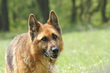 chien berger allemand and la nature
